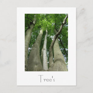 Trees Postcard Design