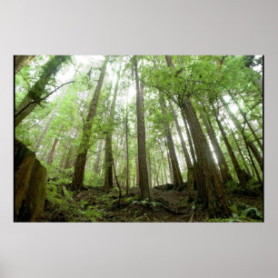 trees poster