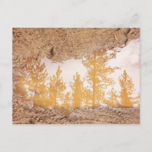 Trees reflecting in rain mud puddle water postcard