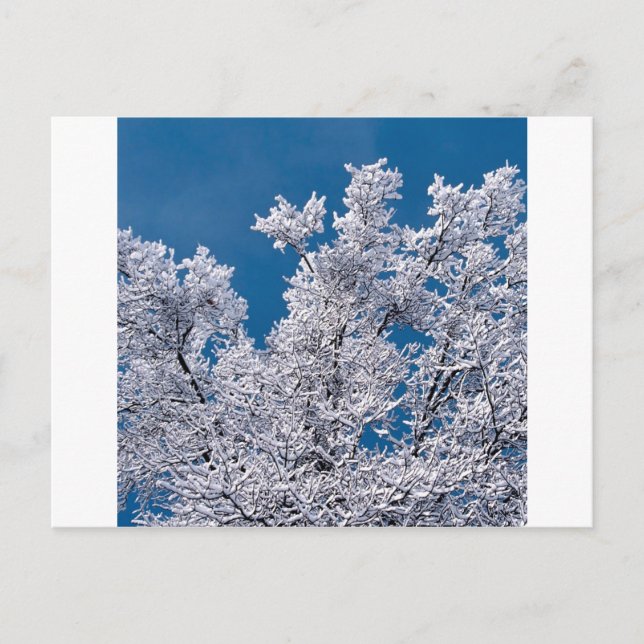 Trees Snow Branches Minnesota Postcard (Front)