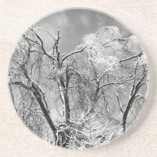 trees wear winter coaster