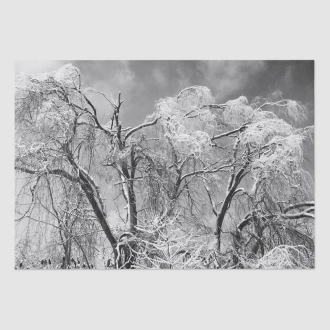 trees wear winter tissue paper (Front)