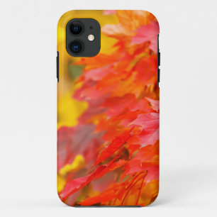 Trees with Orange and Yellow Leaves in the Fall iPhone 11 Case