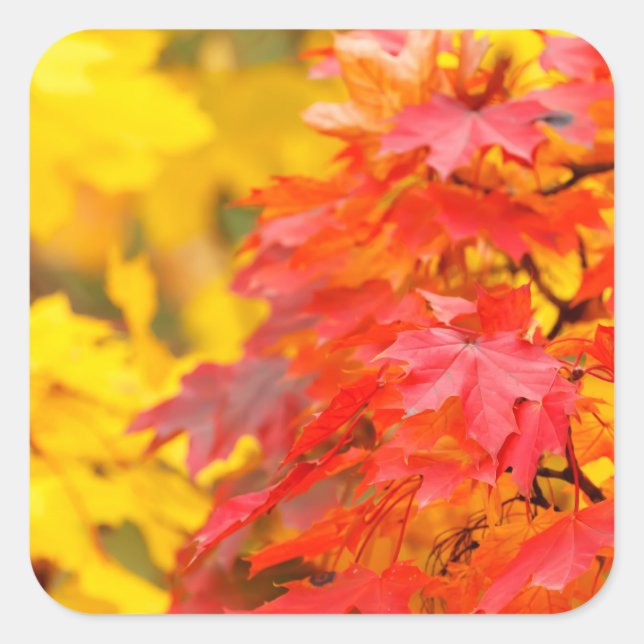 Trees with Orange and Yellow Leaves in the Fall Square Sticker (Front)