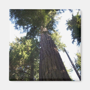 Treetops. Magnet