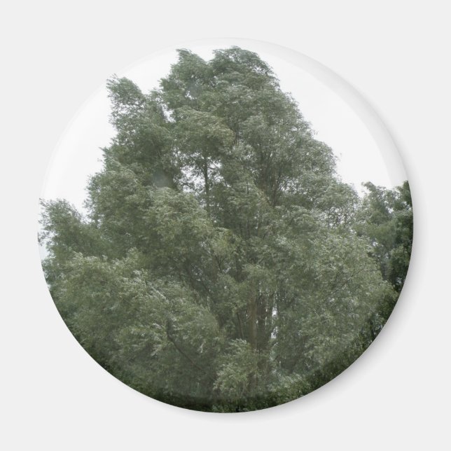 Treetops Magnet (Front)