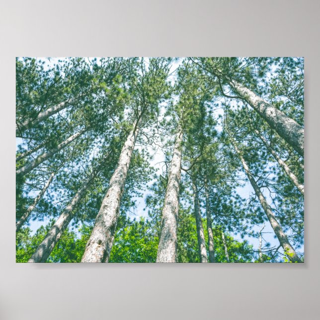 Treetops Nature Green Tree Canopy  Poster (Front)