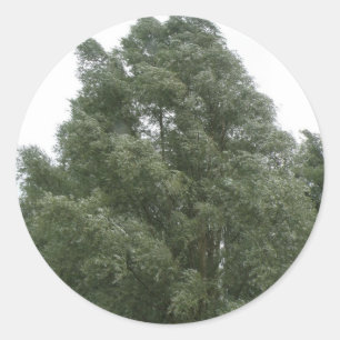 Treetops Stickers
