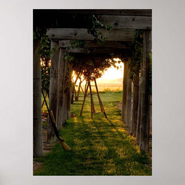 Trellis at Sunrise Poster (Front)