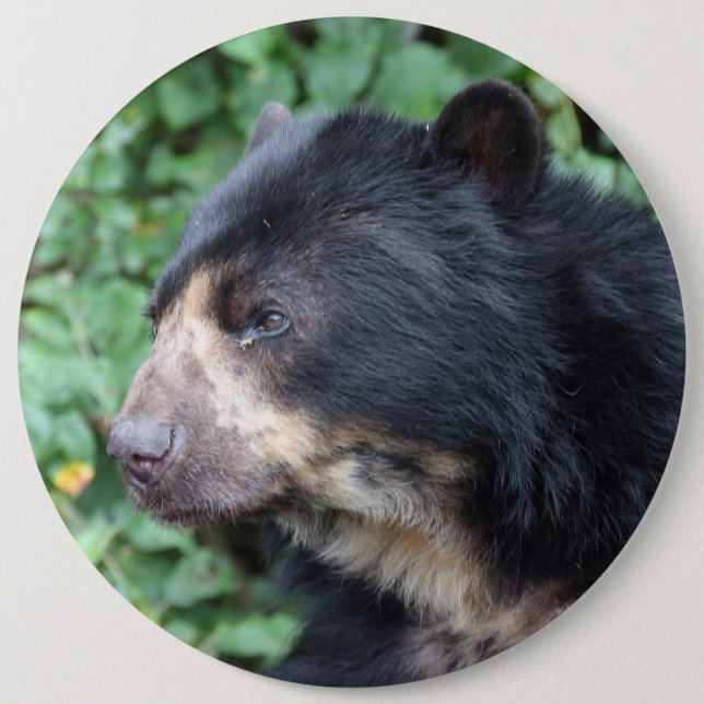 Tremarctos ornatus 6 cm round badge (Front)