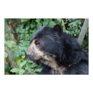 Tremarctos ornatus poster