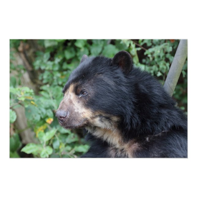 Tremarctos ornatus poster (Front)