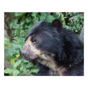 Tremarctos ornatus poster