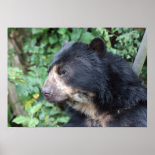 Tremarctos ornatus poster