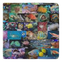 Trendy Coral Reef Marine Life: Fish and Animals