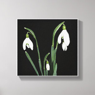 Trendy modern minimalist snowdrop flower fine art  canvas print
