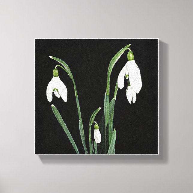Trendy modern minimalist snowdrop flower fine art  canvas print (Front)