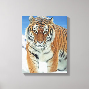 Trendy Tiger Snow Mountains Winter Nature Photo Canvas Print