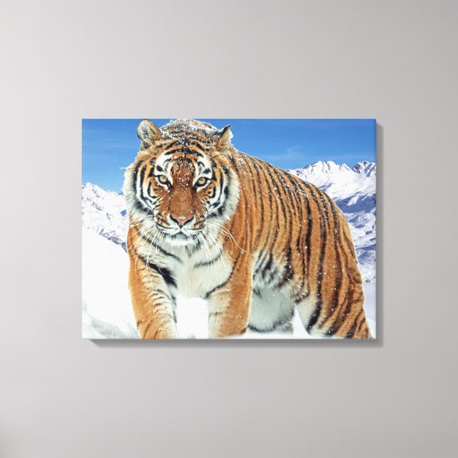 Trendy Tiger Snow Mountains Winter Nature Photo Canvas Print (Front)