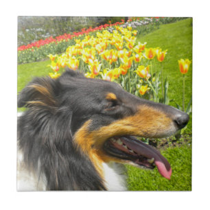 Tri Collie N the Tulips Tile Trivet