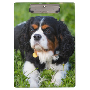 Tri Color Cavalier King Charles Spaniel Dog Clipboard