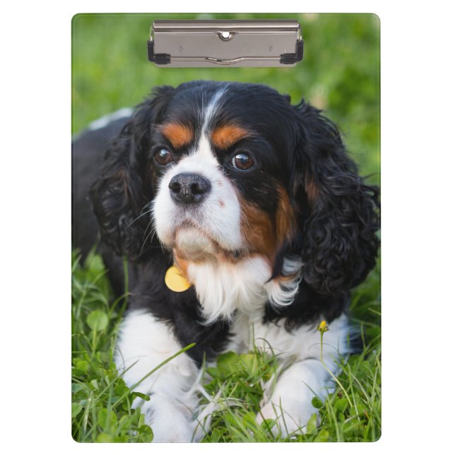 Tri Color Cavalier King Charles Spaniel Dog Clipboard (Front)