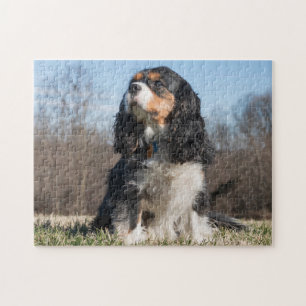 Tri Color Cavalier King Charles Spaniel Dog Jigsaw Puzzle