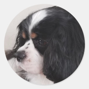 Tri Colour Cavalier King Charles Classic Round Sticker
