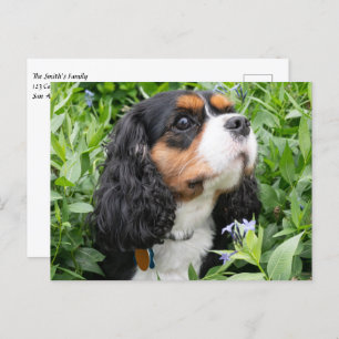 Tri Colour Cavalier King Charles Spaniel Dog Postcard
