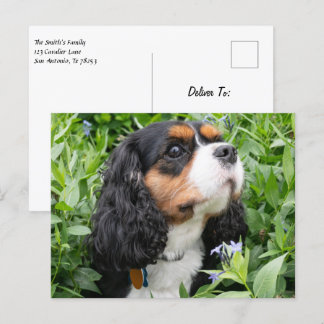Tri Colour Cavalier King Charles Spaniel Dog Postcard