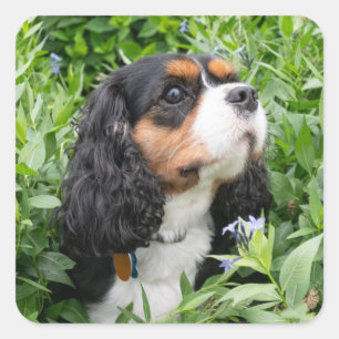 Tri Colour Cavalier King Charles Spaniel Dog Square Sticker