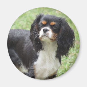 Tri Colour Cavalier King Charles Spaniel Puppy Magnet