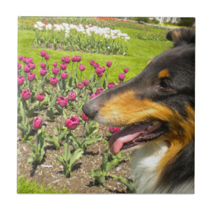 Tri-colour Collie N Tulips Tile Trivet