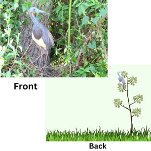 Tri-Colour Heron Building a Nest