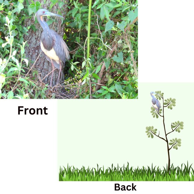 Tri-Colour Heron Building a Nest (Creator Uploaded)