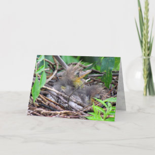 Tri Colour Heron Chick Card