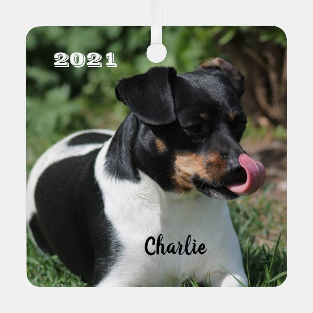 Tri Colour Jack Russell Terrier Puppy Dog Metal Tree Decoration (Front)