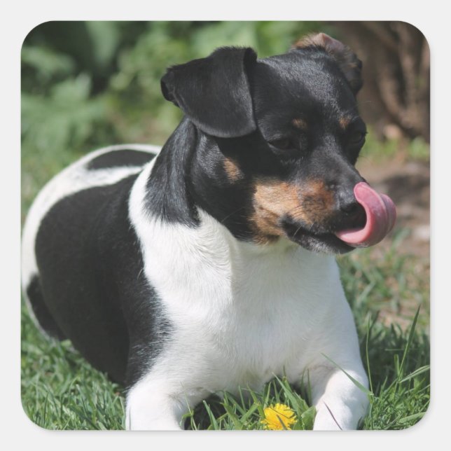 Tri Colour Jack Russell Terrier Puppy Dog Square Sticker (Front)