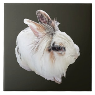Tri-Colour Lionhead Rabbit Tile