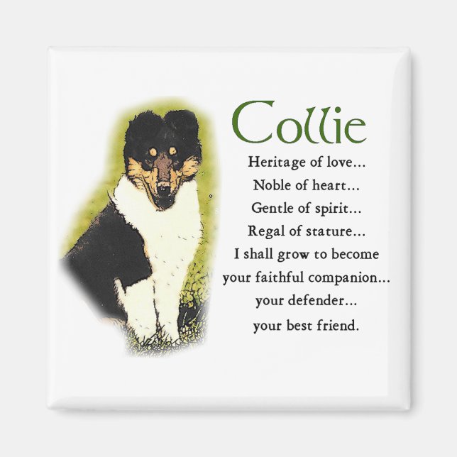 Tri Colour Rough Collie Gifts Magnet (Front)
