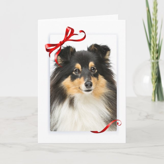 Tri-Colour Sheltie Christmas Card (Front)