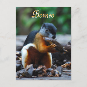Tri Colour Squirrel in Borneo Forest Postcard