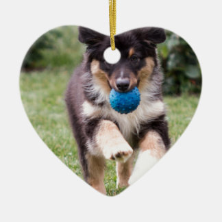 Tri Coloured Australian Shepherd Pup Ceramic Tree Decoration