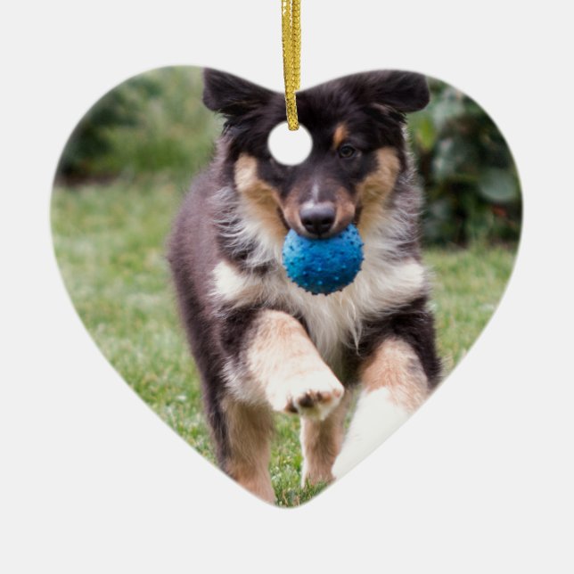 Tri Coloured Australian Shepherd Pup Ceramic Tree Decoration (Front)