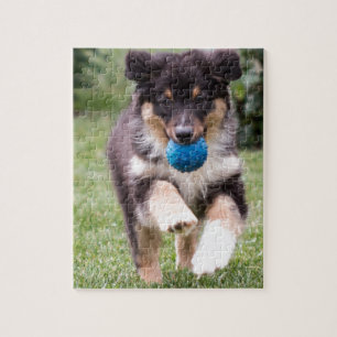 Tri Coloured Australian Shepherd Pup Jigsaw Puzzle