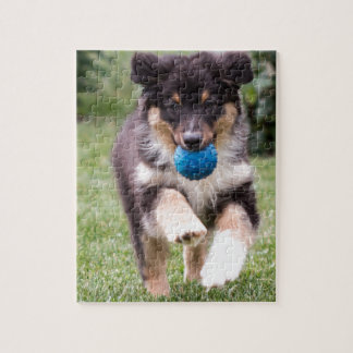 Tri Coloured Australian Shepherd Pup Jigsaw Puzzle