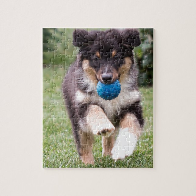 Tri Coloured Australian Shepherd Pup Jigsaw Puzzle (Vertical)