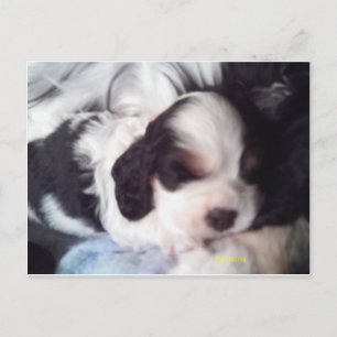 Tri coloured cocker spaniel puppy postcard