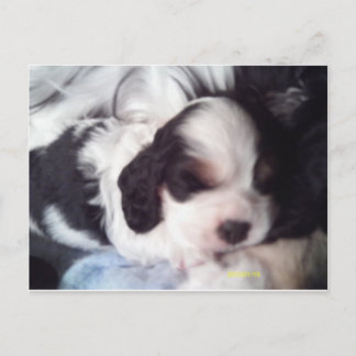 Tri coloured cocker spaniel puppy postcard