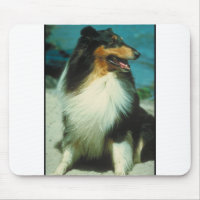 Tri-Coloured Collie Rough Coat